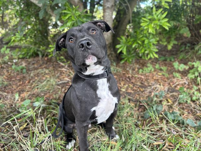 MYLES, Adoptable, Young Male Pit Bull Terrier.