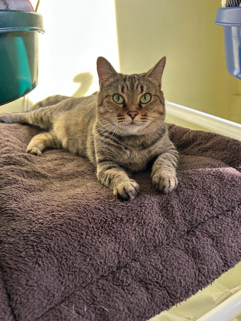 Mulan, Adoptable, Adult Female Domestic Short Hair.