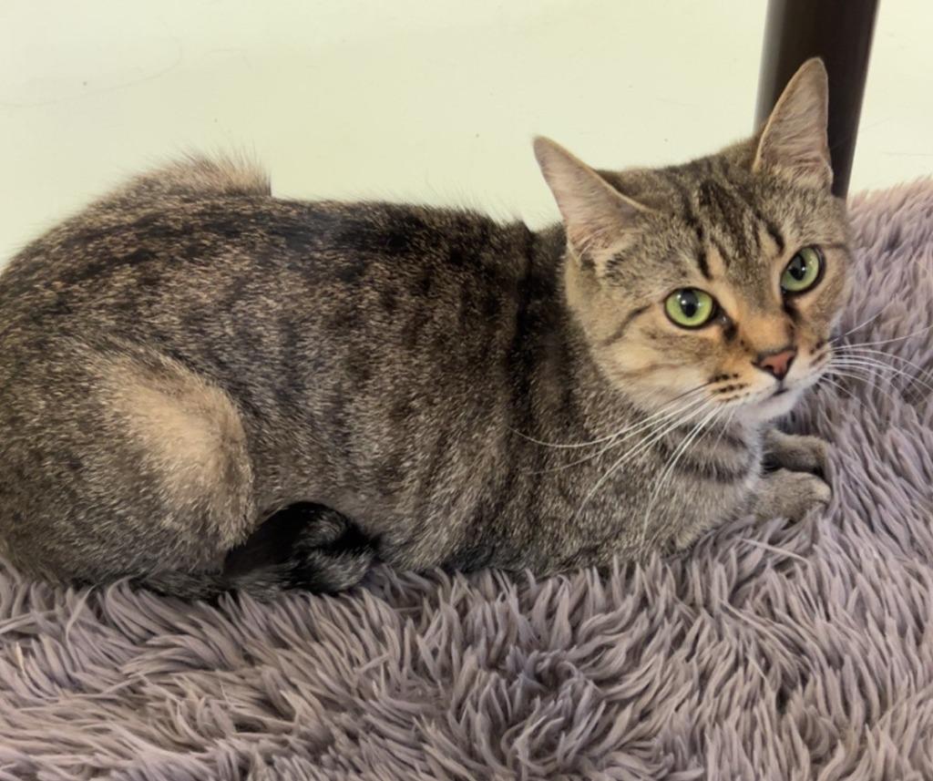 Mulan, Adoptable, Adult Female Domestic Short Hair.