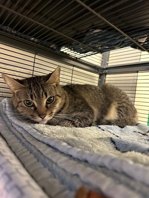 Enlarge Mulan, a Adoptable mixed breed in Blountville, TN image 2/6