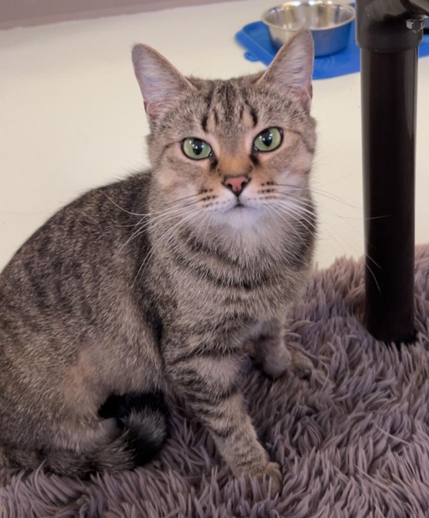 Mulan, a Adoptable mixed breed in Blountville, TN image 4/6