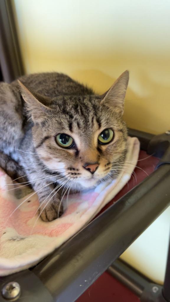 Enlarge Mulan, a Adoptable mixed breed in Blountville, TN image 5/6