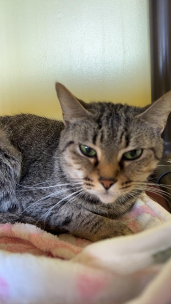 Enlarge Mulan, a Adoptable mixed breed in Blountville, TN image 6/6