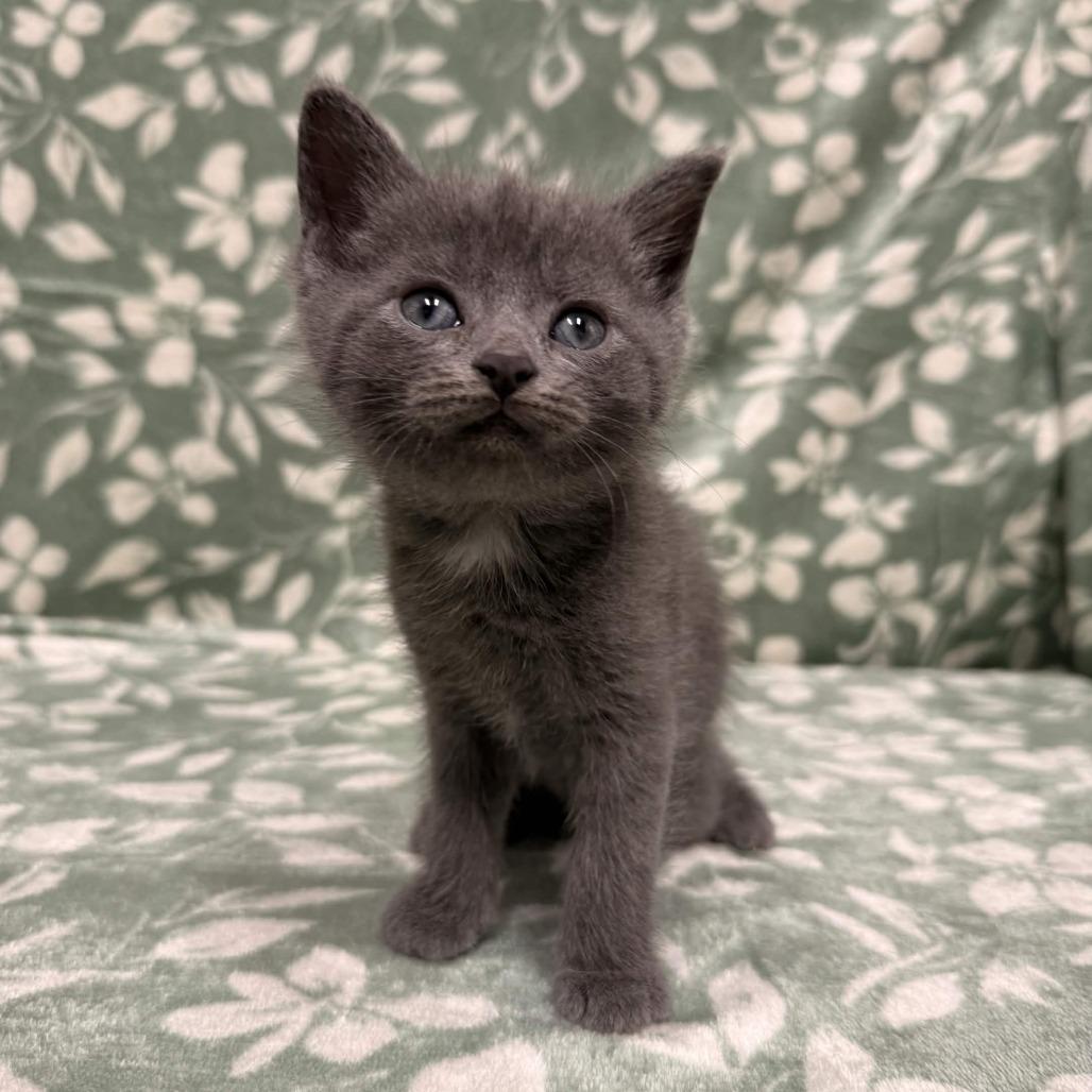 McCartney, Adoptable, Kitten Male Domestic Short Hair.
