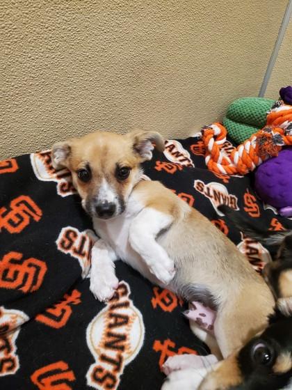 Enlarge Kyo, a Adoptable mixed breed in Pleasanton, CA image 1/3