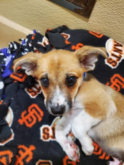 Enlarge Kyo, a Adoptable mixed breed in Pleasanton, CA image 2/3