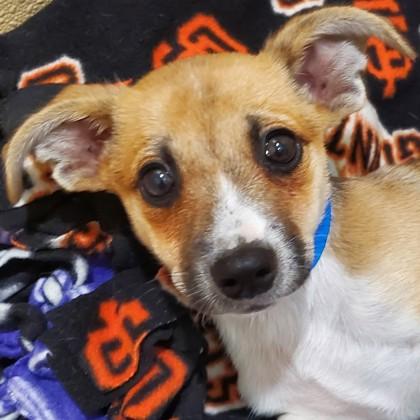 Enlarge Kyo, a Adoptable mixed breed in Pleasanton, CA image 3/3