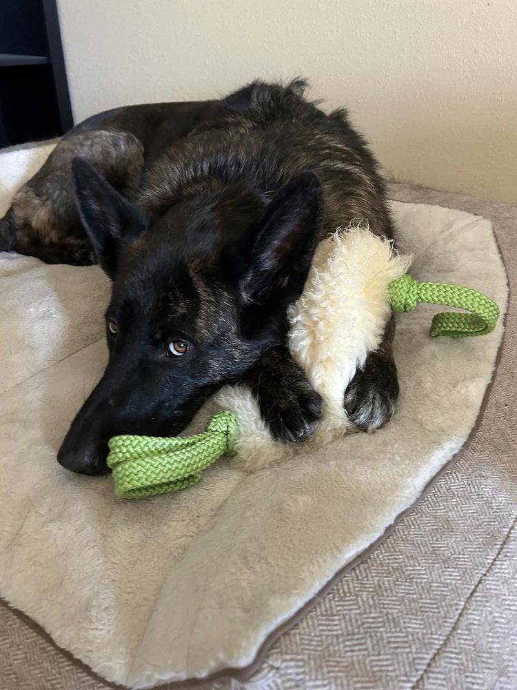 Enlarge Mira (RWC), a Adoptable German Shepherd Dog in Cupertino, CA image 1/3