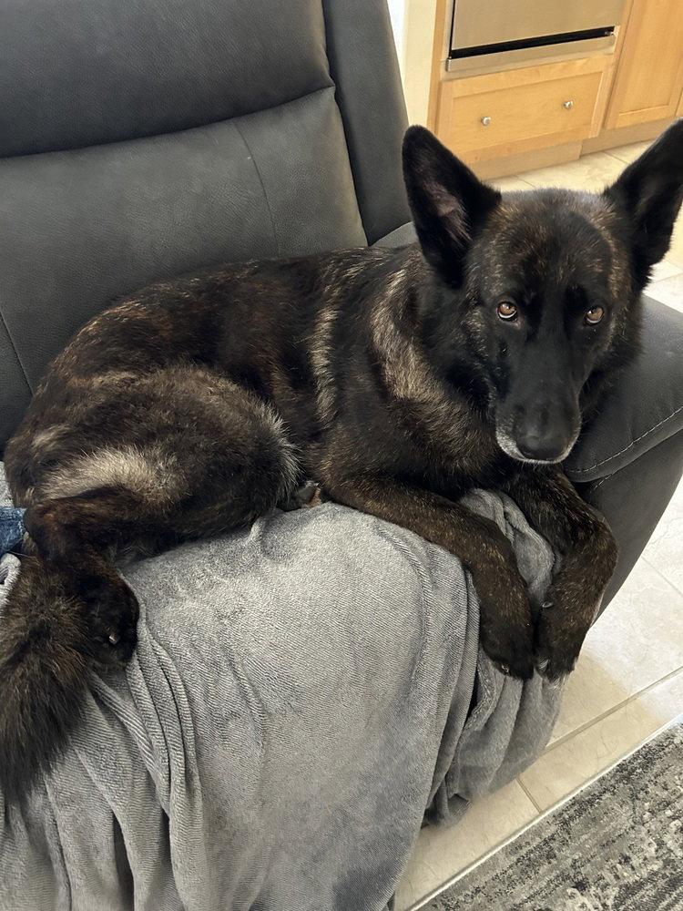 Enlarge Mira (RWC), a Adoptable German Shepherd Dog in Cupertino, CA image 2/3