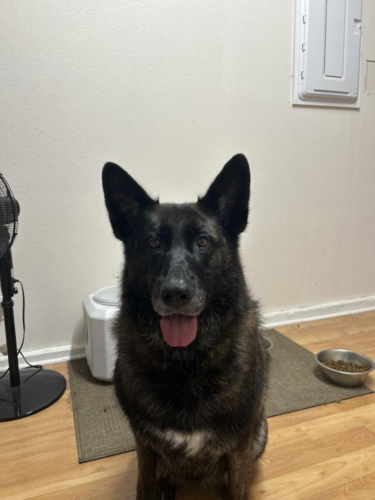 Enlarge Mira (RWC), a Adoptable German Shepherd Dog in Cupertino, CA image 3/3