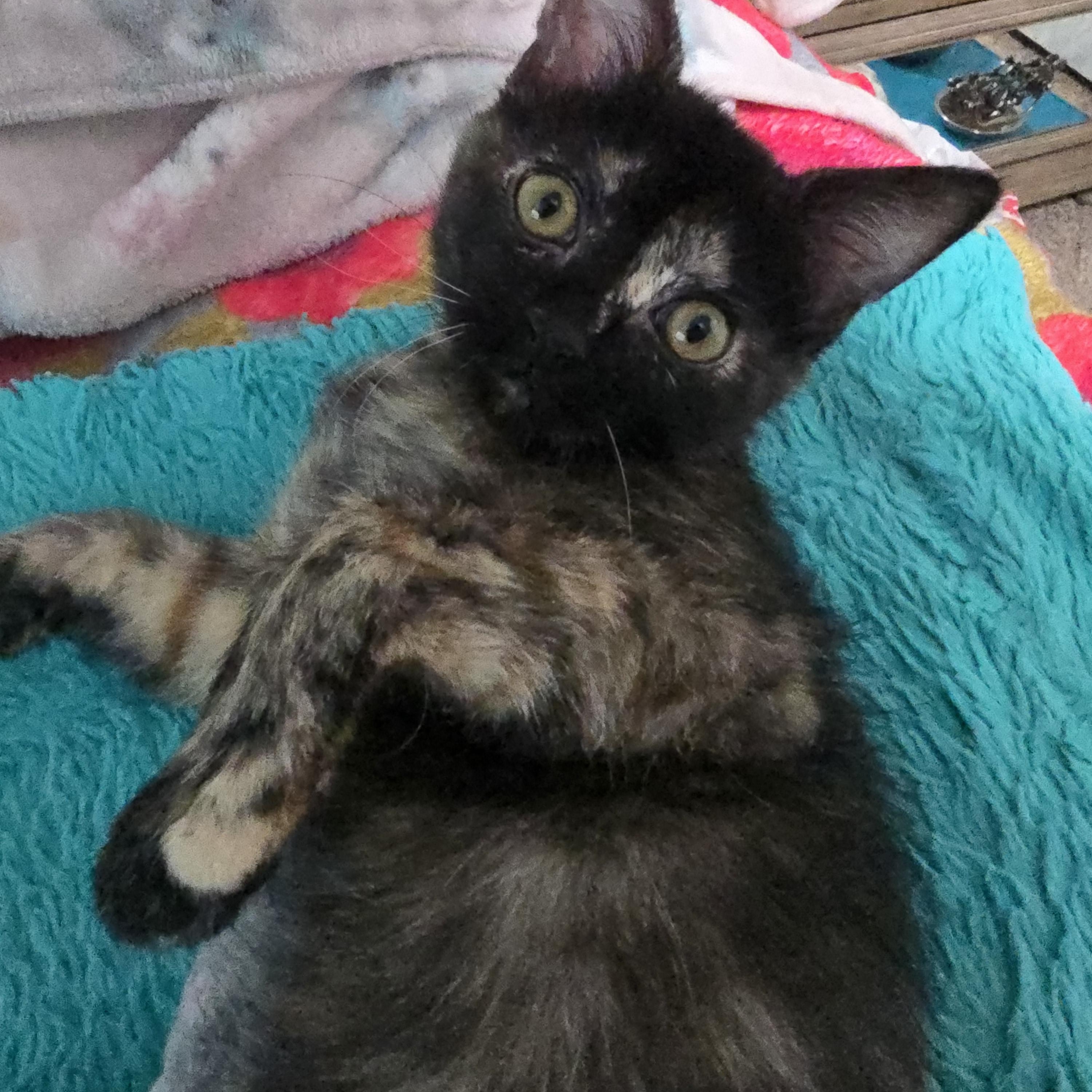 Suki, a Adoptable Tortoiseshell in Midvale, UT image 3/6