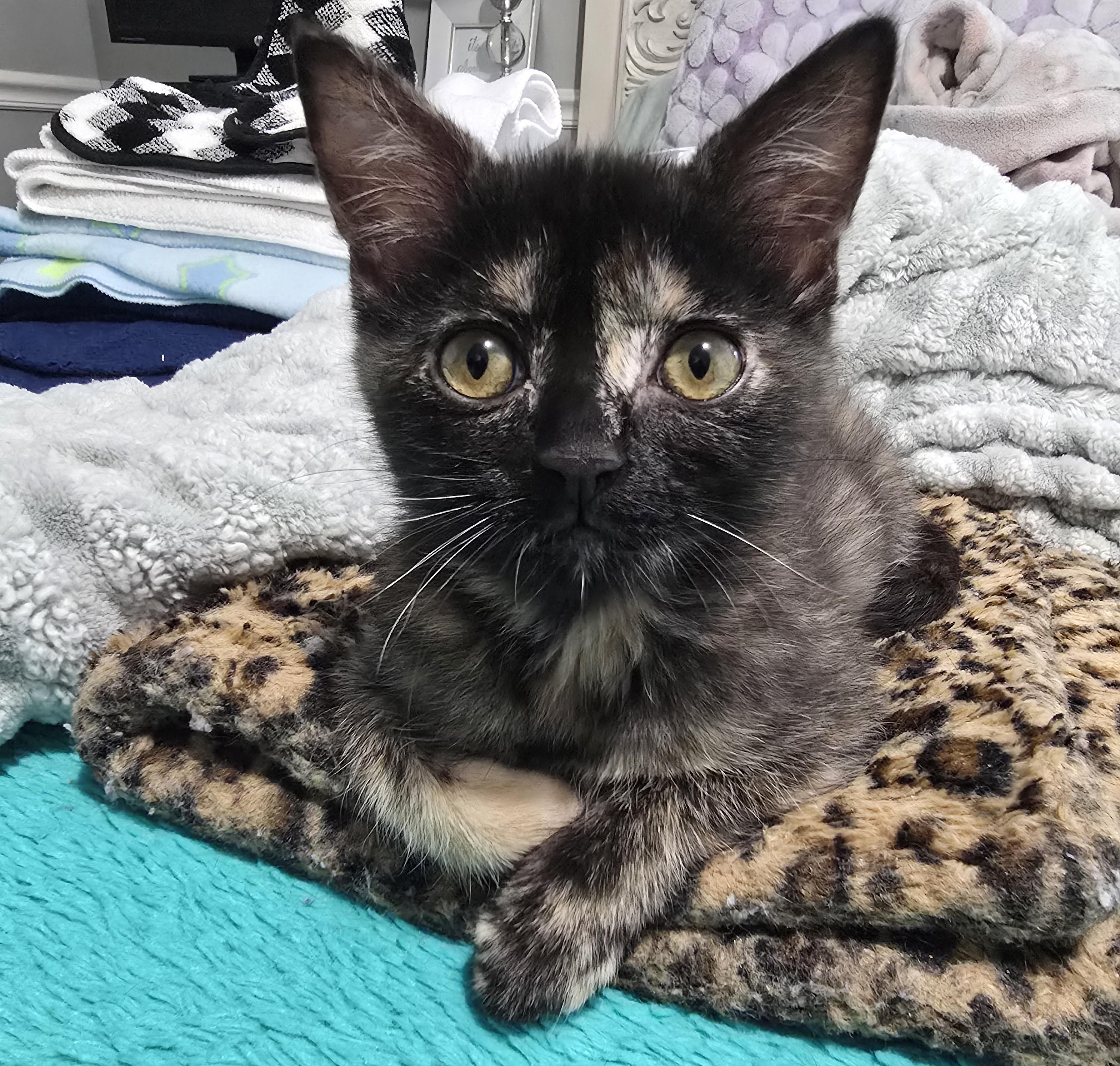 Suki, a Adoptable Tortoiseshell in Midvale, UT image 6/6