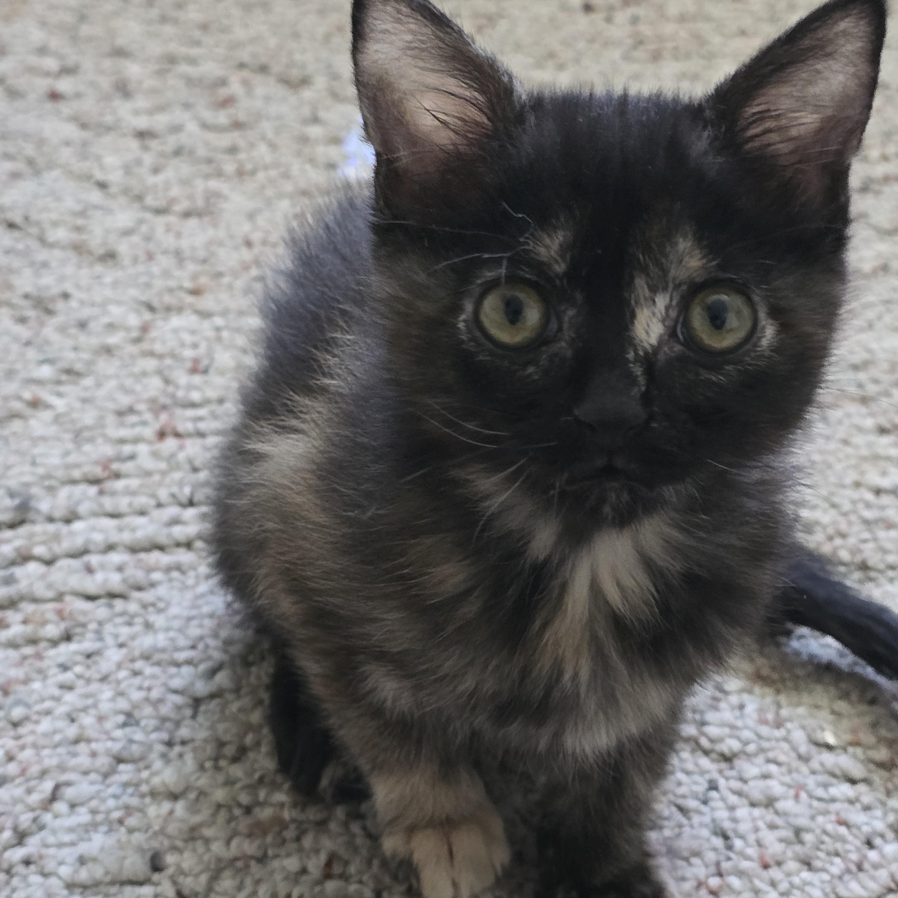 Suki, a Adoptable Tortoiseshell in Midvale, UT image 4/6