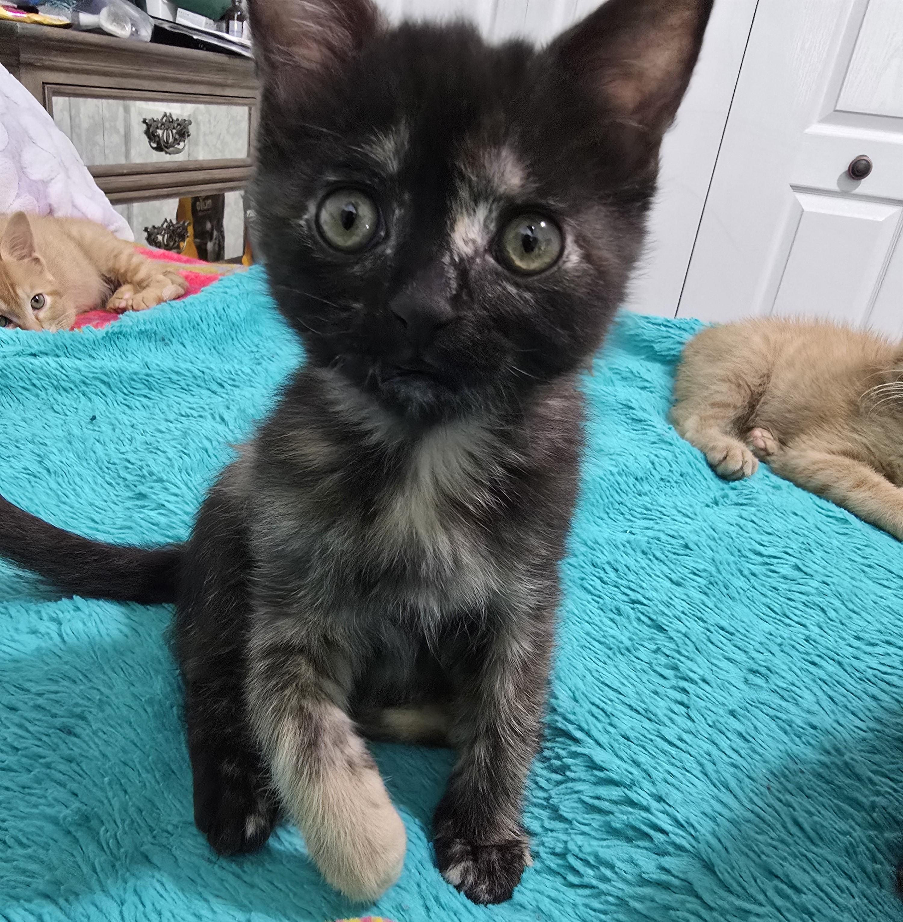 Suki, Adoptable, Kitten Female Tortoiseshell.