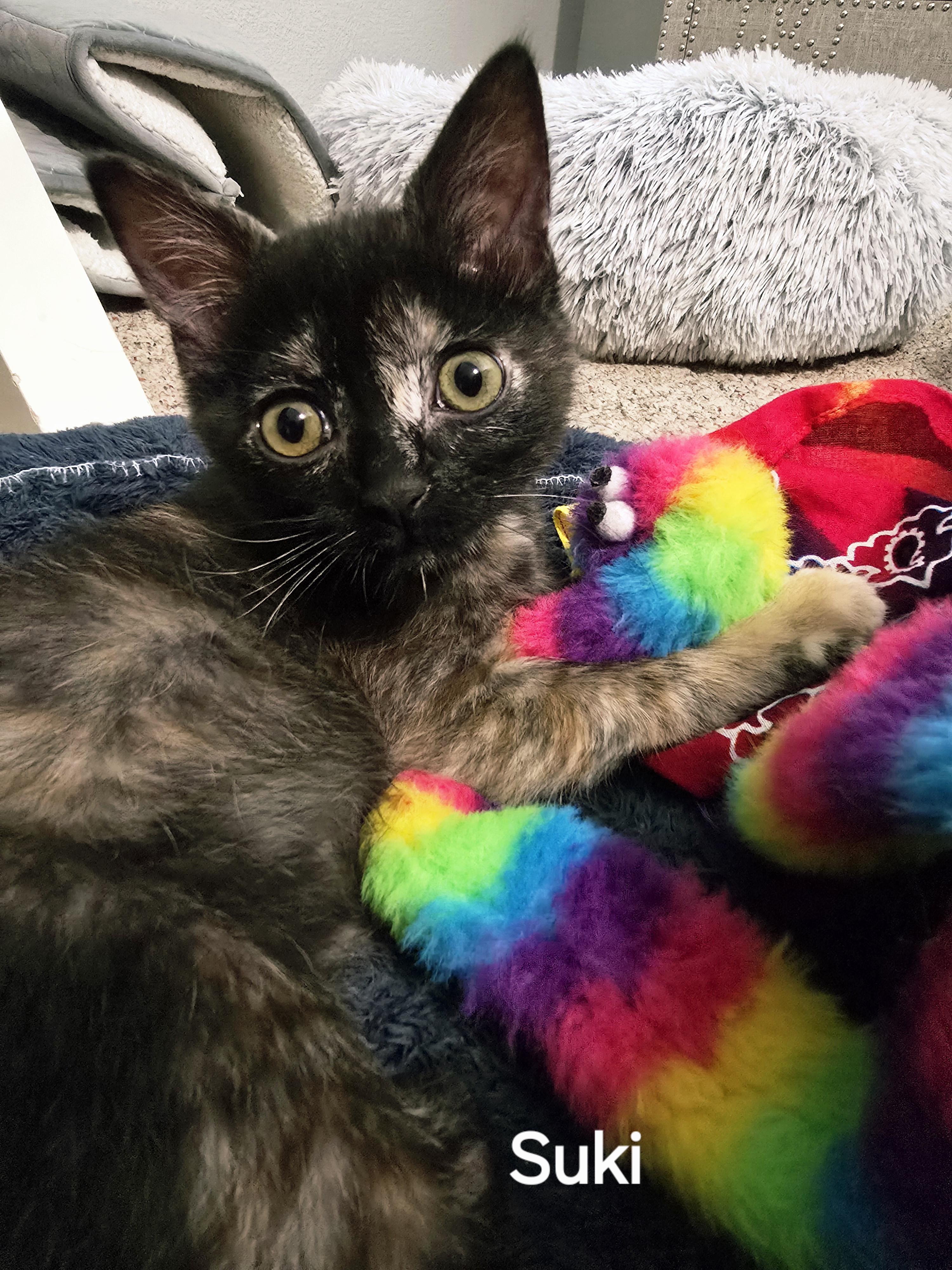 Suki, a Adoptable Tortoiseshell in Midvale, UT image 2/6