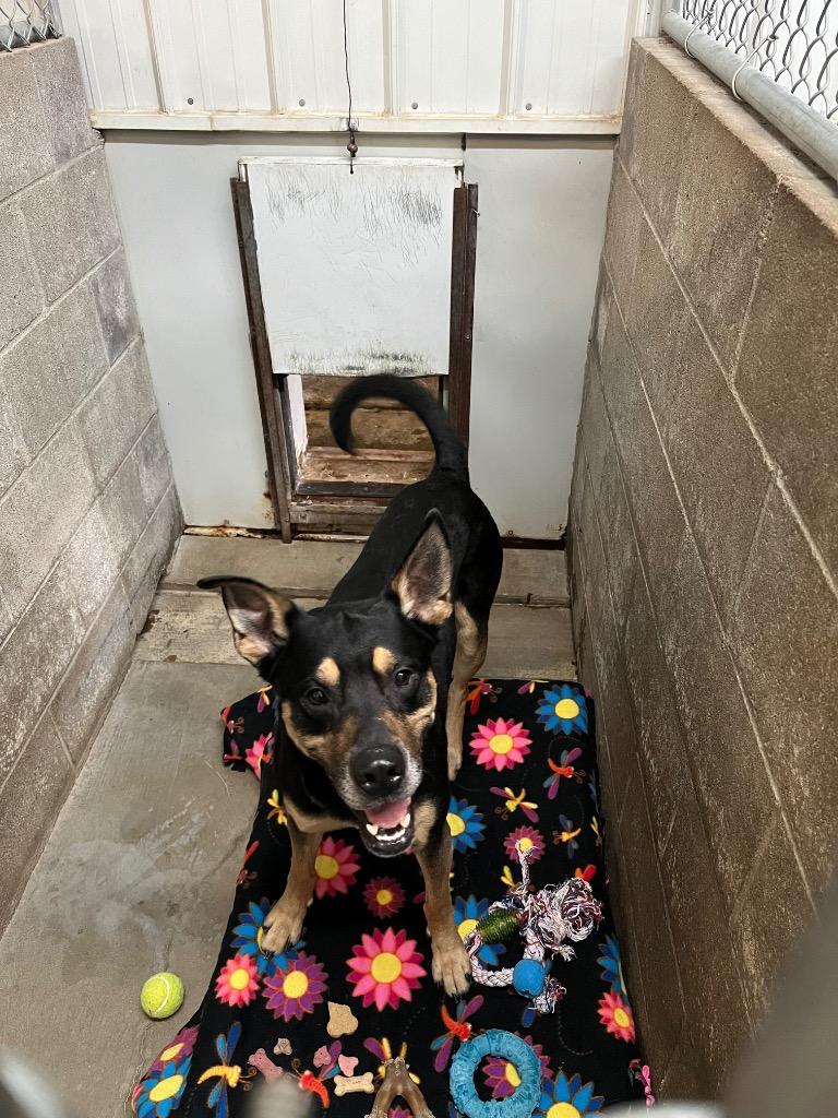 Barley, a Adoptable Shepherd in Virginia, MN image 1/2