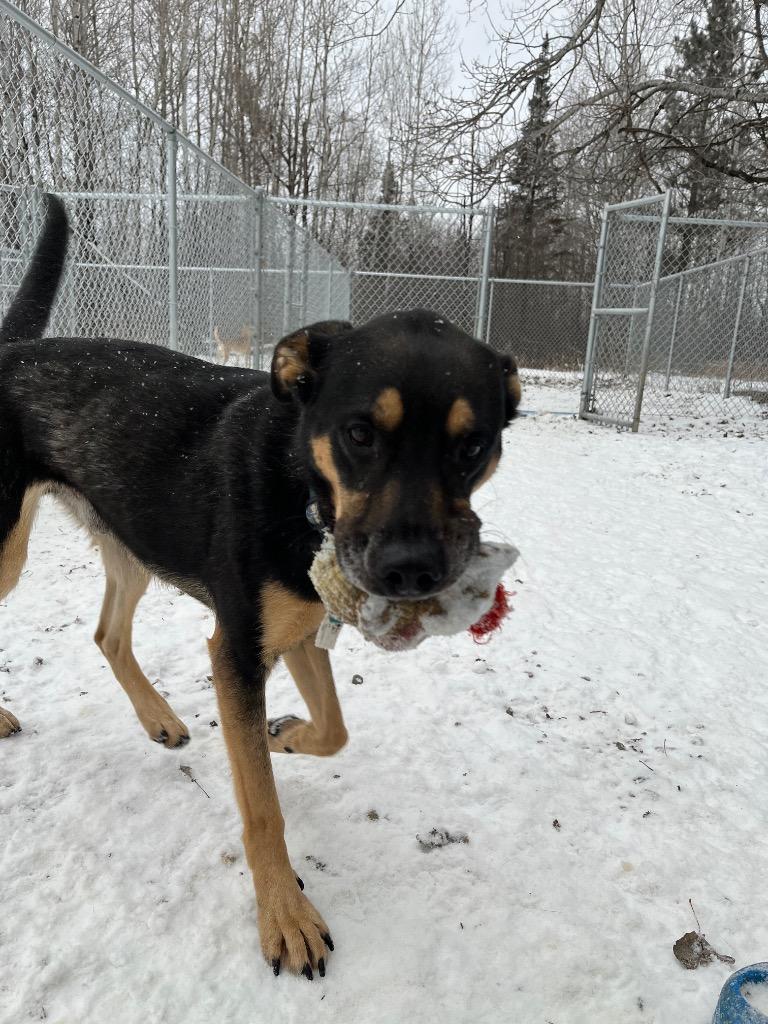 Enlarge Barley, a Adoptable Shepherd in Virginia, MN image 3/4