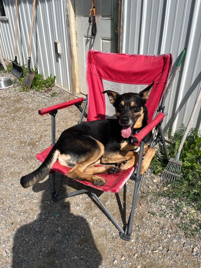 Enlarge Barley, a Adoptable Shepherd in Virginia, MN image 4/4