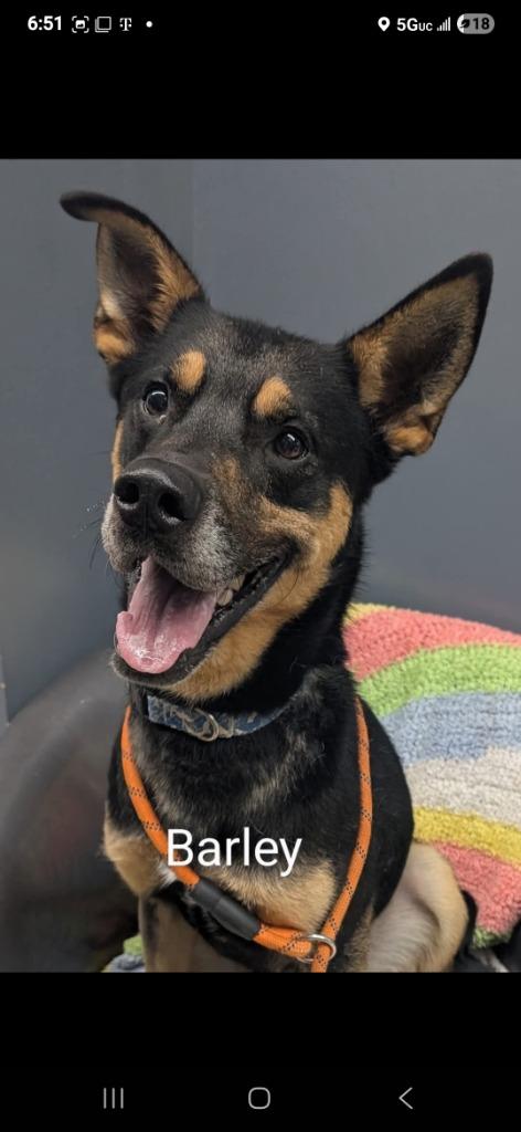 Barley, a Adoptable Shepherd in Virginia, MN image 2/2