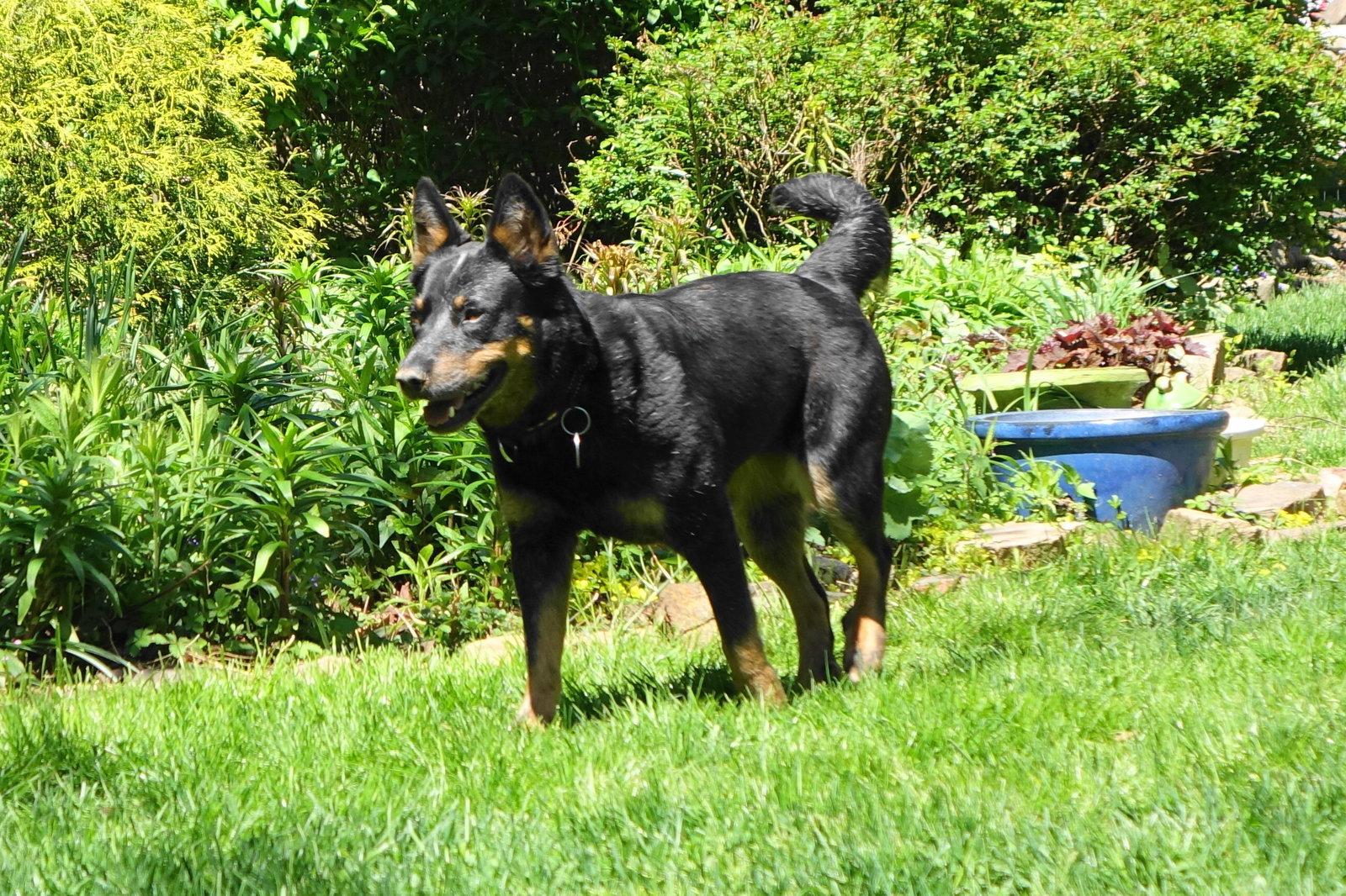 Dixie Mae, Adoptable, Young Female Australian Cattle Dog / Blue Heeler.