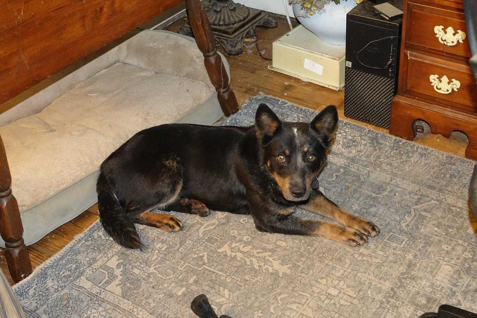 Enlarge Dixie Mae, a Adoptable Australian Cattle Dog / Blue Heeler in Doylestown, PA image 2/3