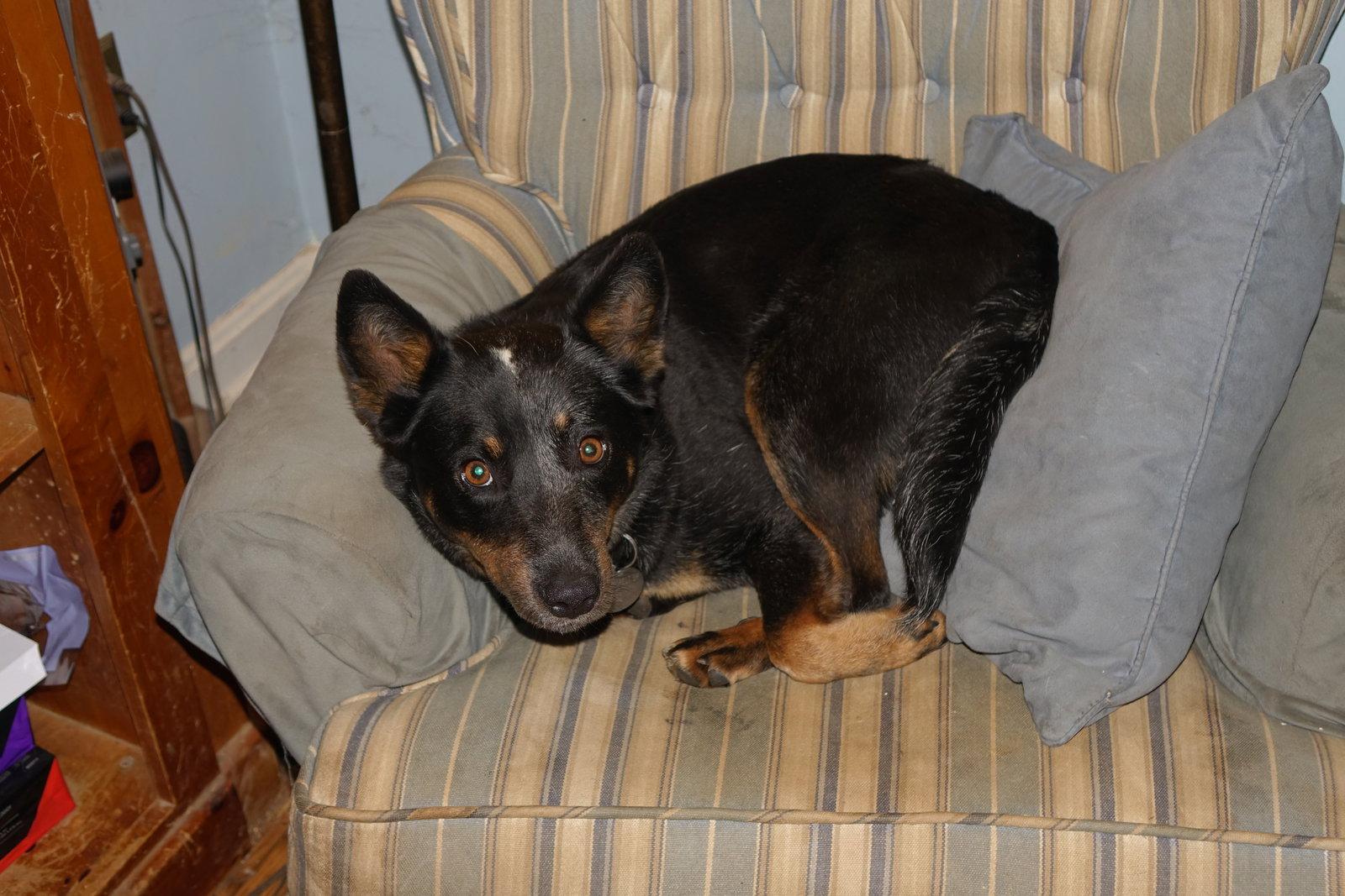 Enlarge Dixie Mae, a Adoptable Australian Cattle Dog / Blue Heeler in Doylestown, PA image 3/3
