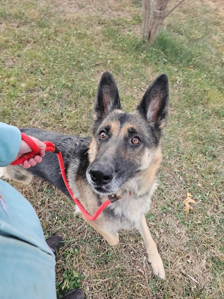 Darla, Adoptable, Adult Female German Shepherd Dog.