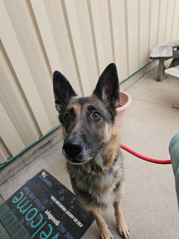Darla, a Adoptable German Shepherd Dog image 2/3