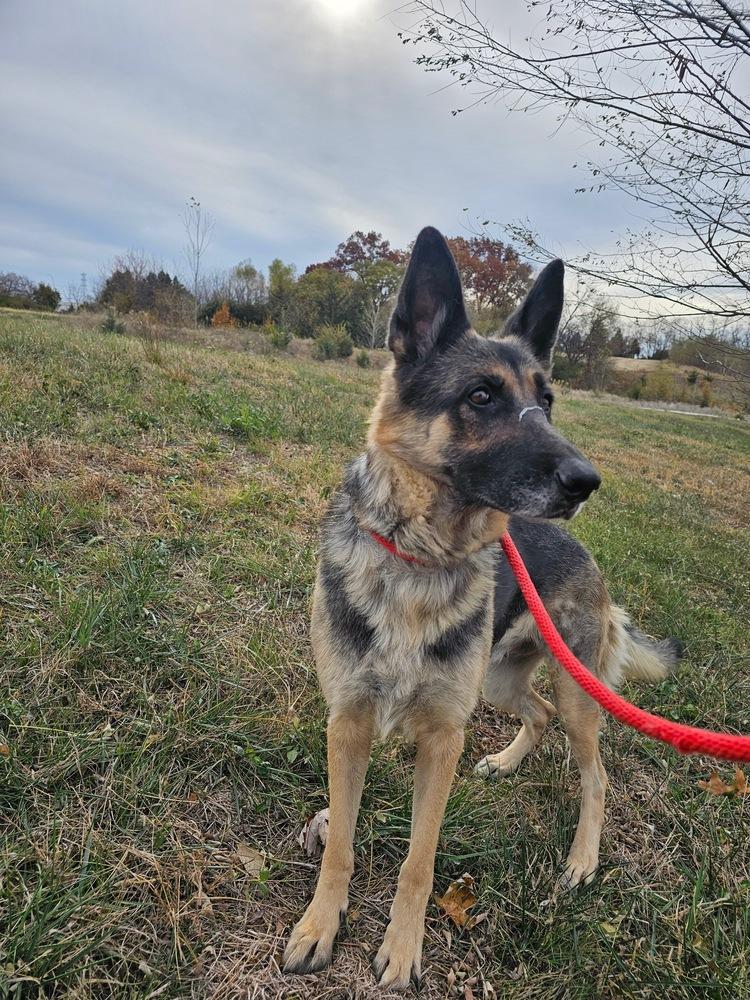 Darla, a Adoptable German Shepherd Dog image 3/3