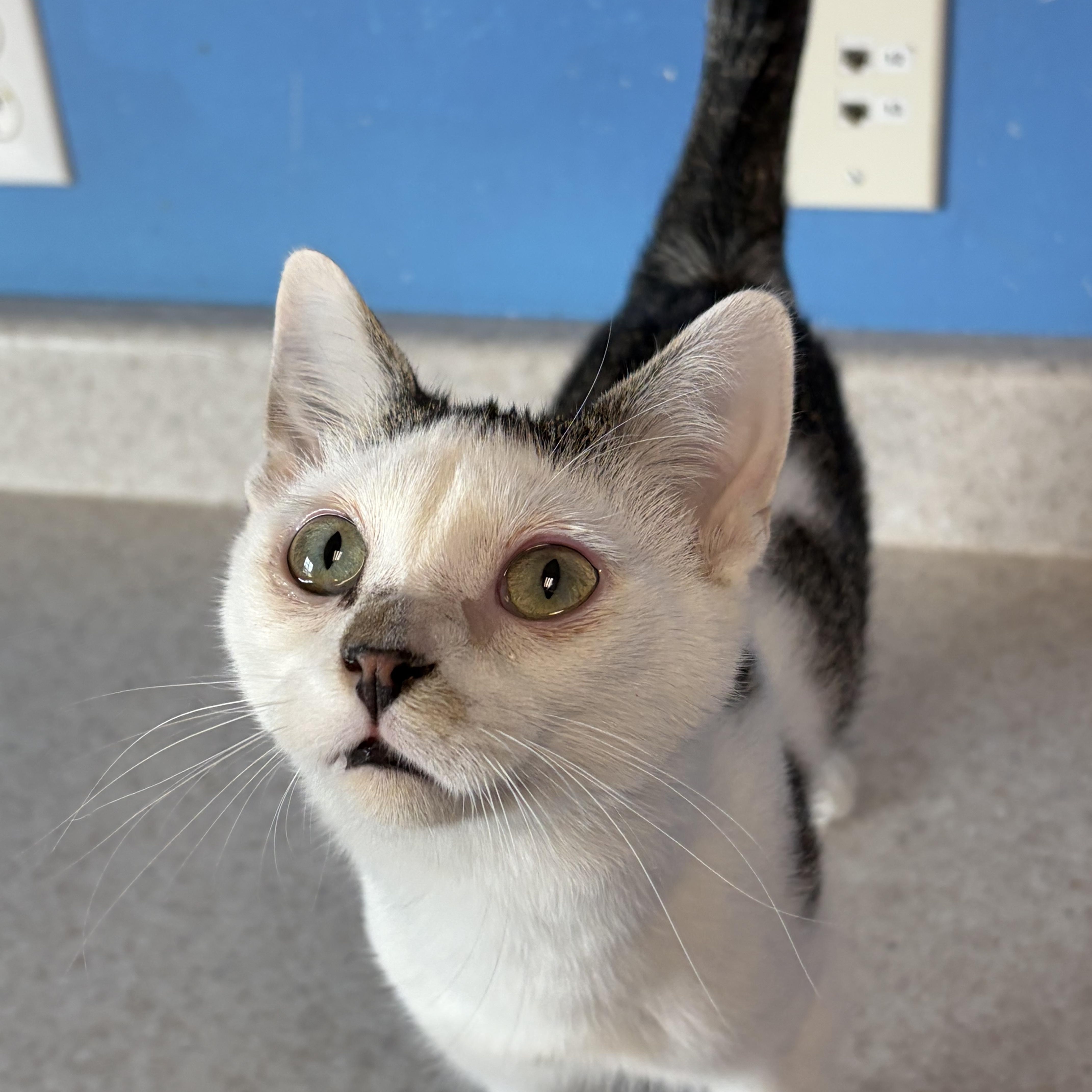 Danny Dorito, an adopted Domestic Short Hair in Brookings, SD image 1/2