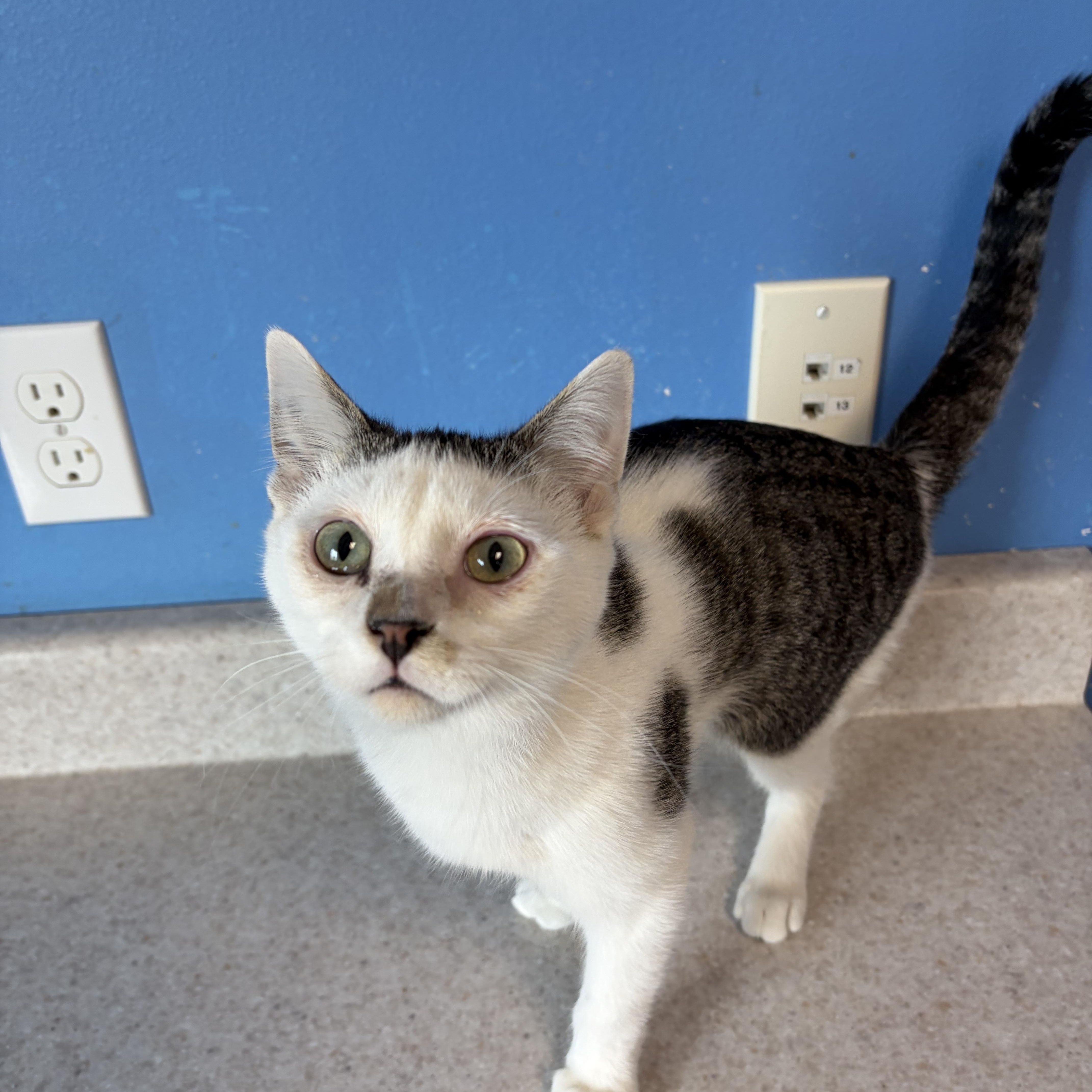 Danny Dorito, an adopted Domestic Short Hair in Brookings, SD image 2/2