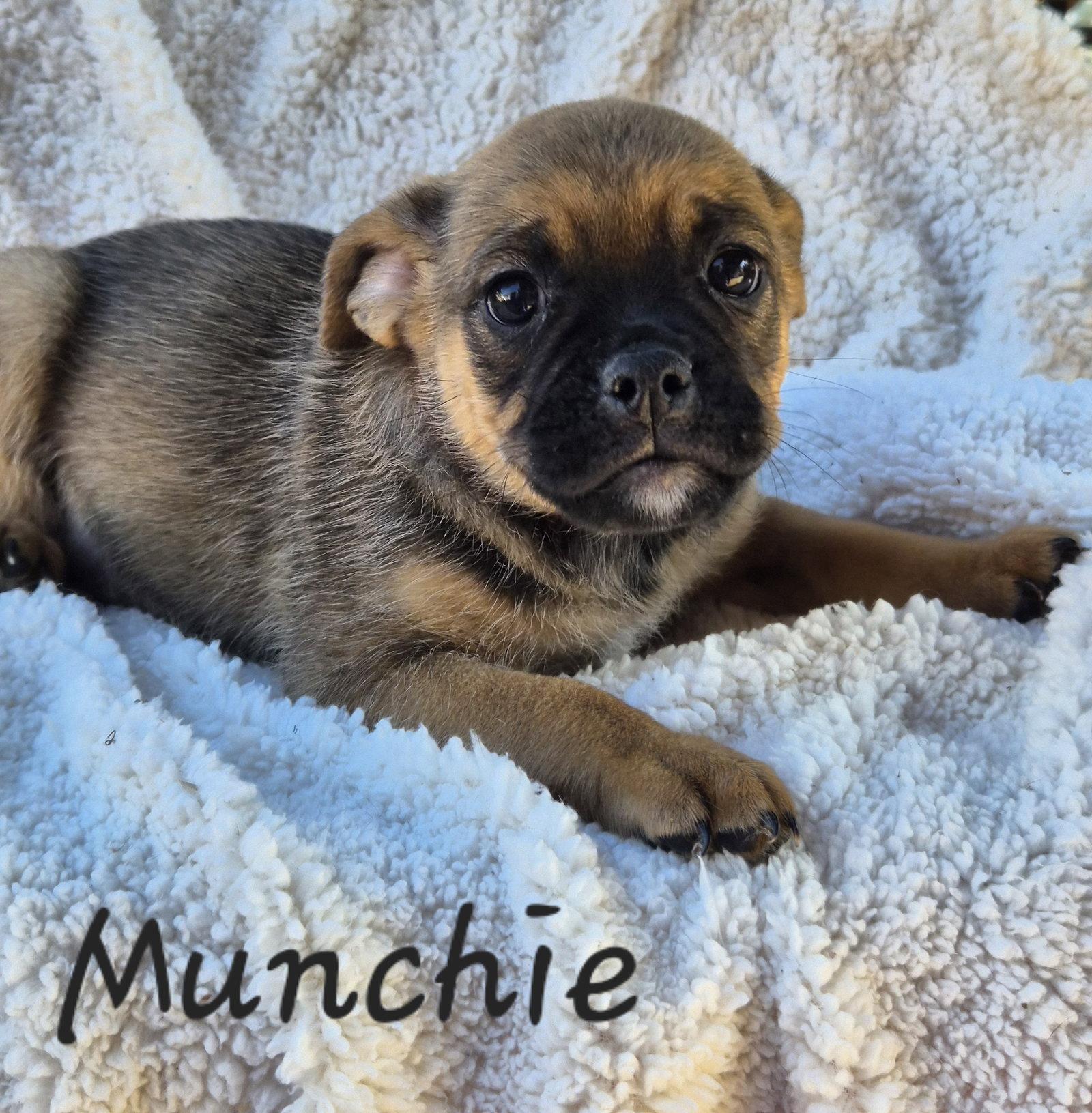 Munchie, Adopted, Puppy Female Pug.