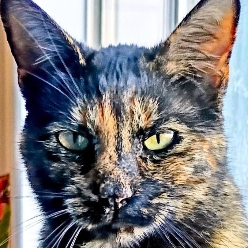 Sassafrass H., Adoptable, Adult Female Domestic Short Hair.