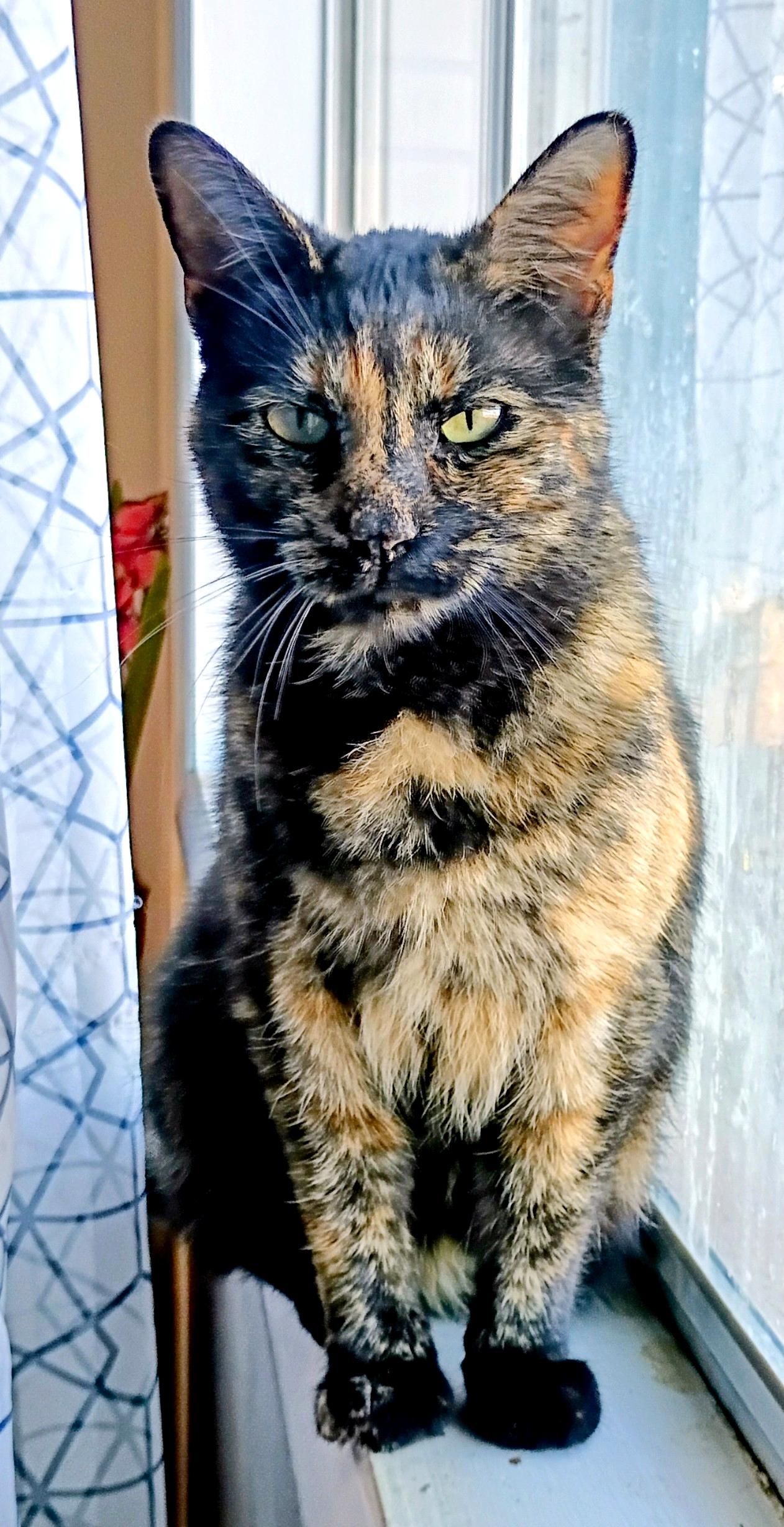 Enlarge Sassafrass H., a Adoptable mixed breed in Buhl, ID image 2/5