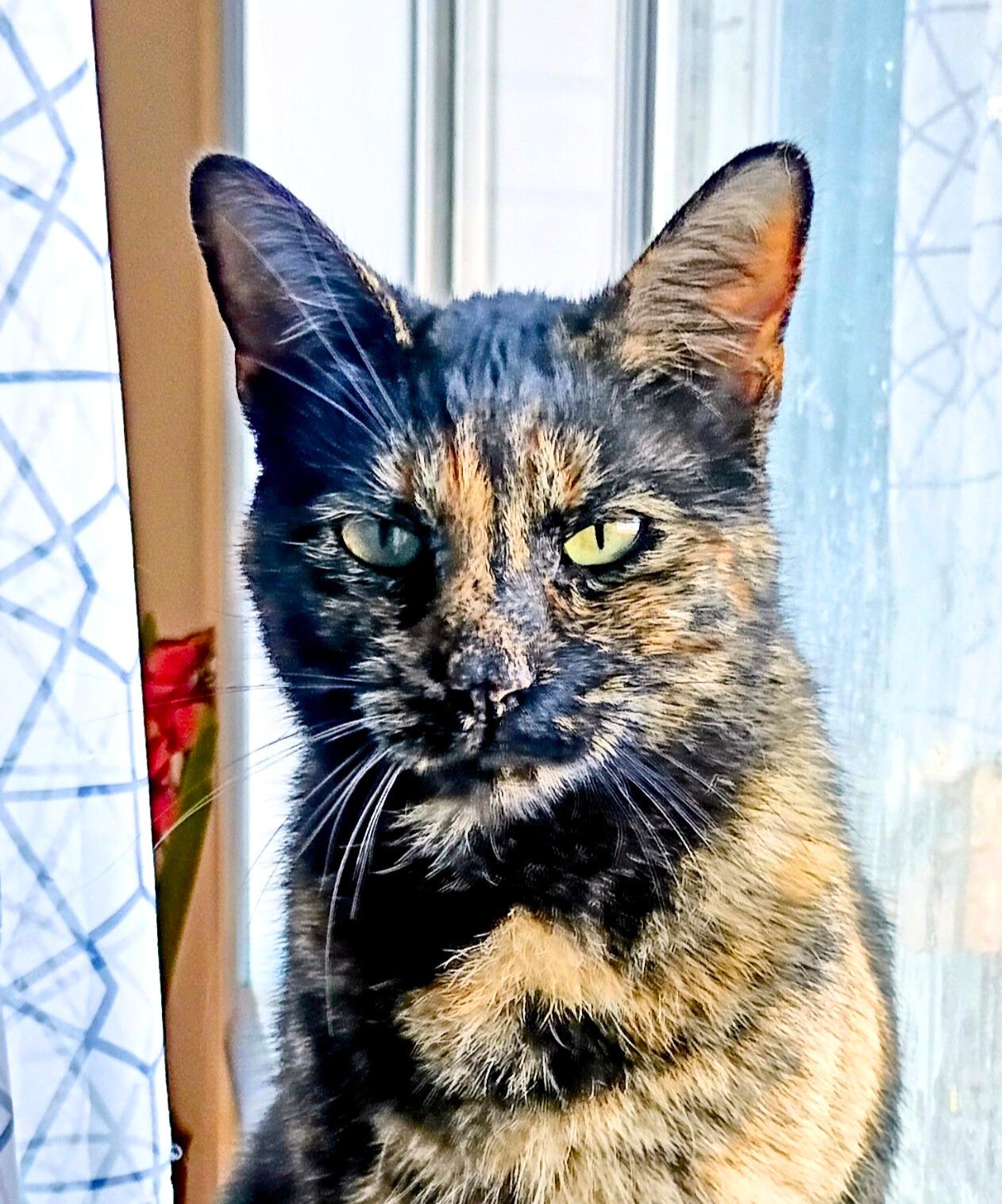 Enlarge Sassafrass H., a Adoptable mixed breed in Buhl, ID image 3/5