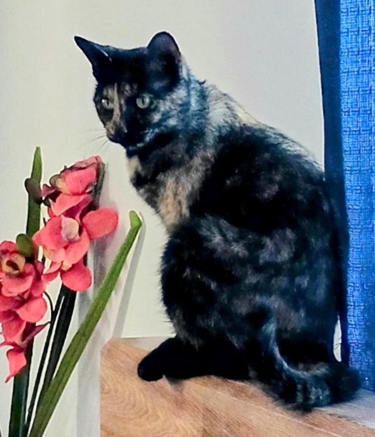 Enlarge Sassafrass H., a Adoptable mixed breed in Buhl, ID image 4/5