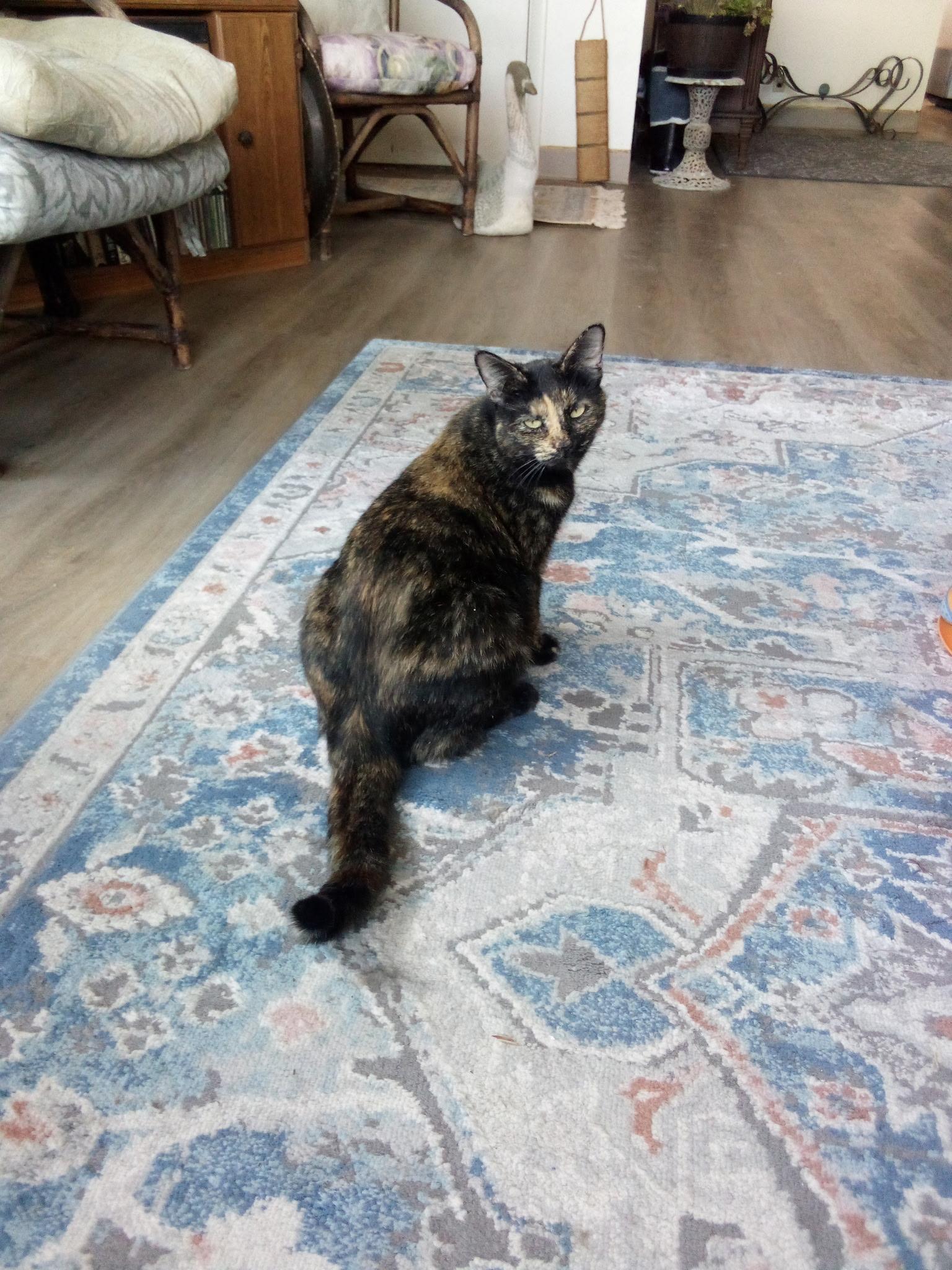 Enlarge Sassafrass H., a Adoptable mixed breed in Buhl, ID image 5/5