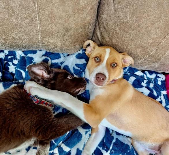 Enlarge Iris, a Adoptable mixed breed in Raleigh, NC image 3/6