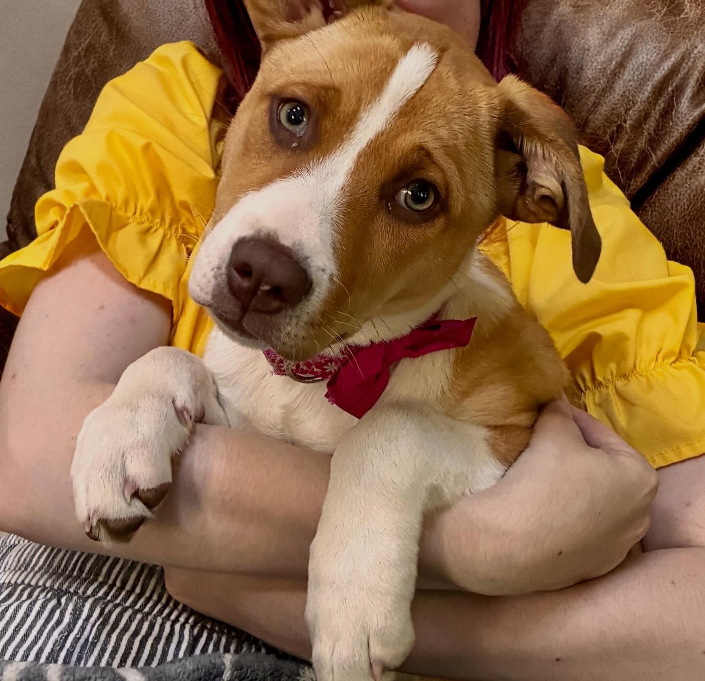 Enlarge Iris, a Adoptable mixed breed in Raleigh, NC image 2/6