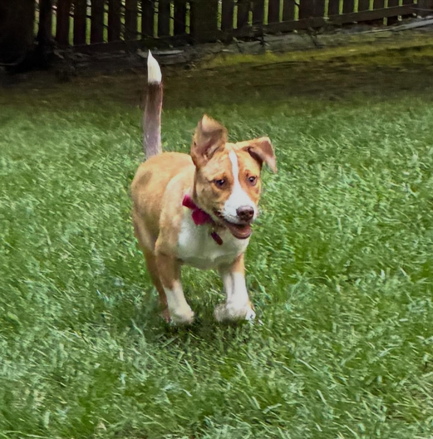 Enlarge Iris, a Adoptable mixed breed in Raleigh, NC image 6/6