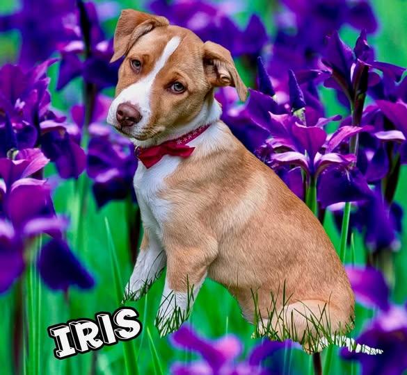 Enlarge Iris, a Adoptable mixed breed in Raleigh, NC image 1/6