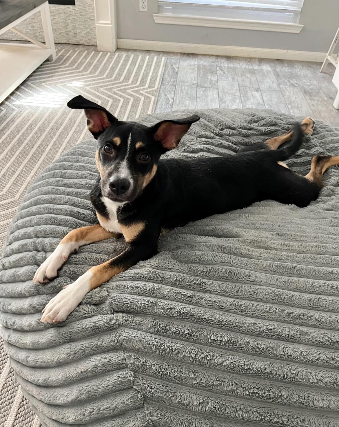 Mary, Adopted, Puppy Female Shepherd.