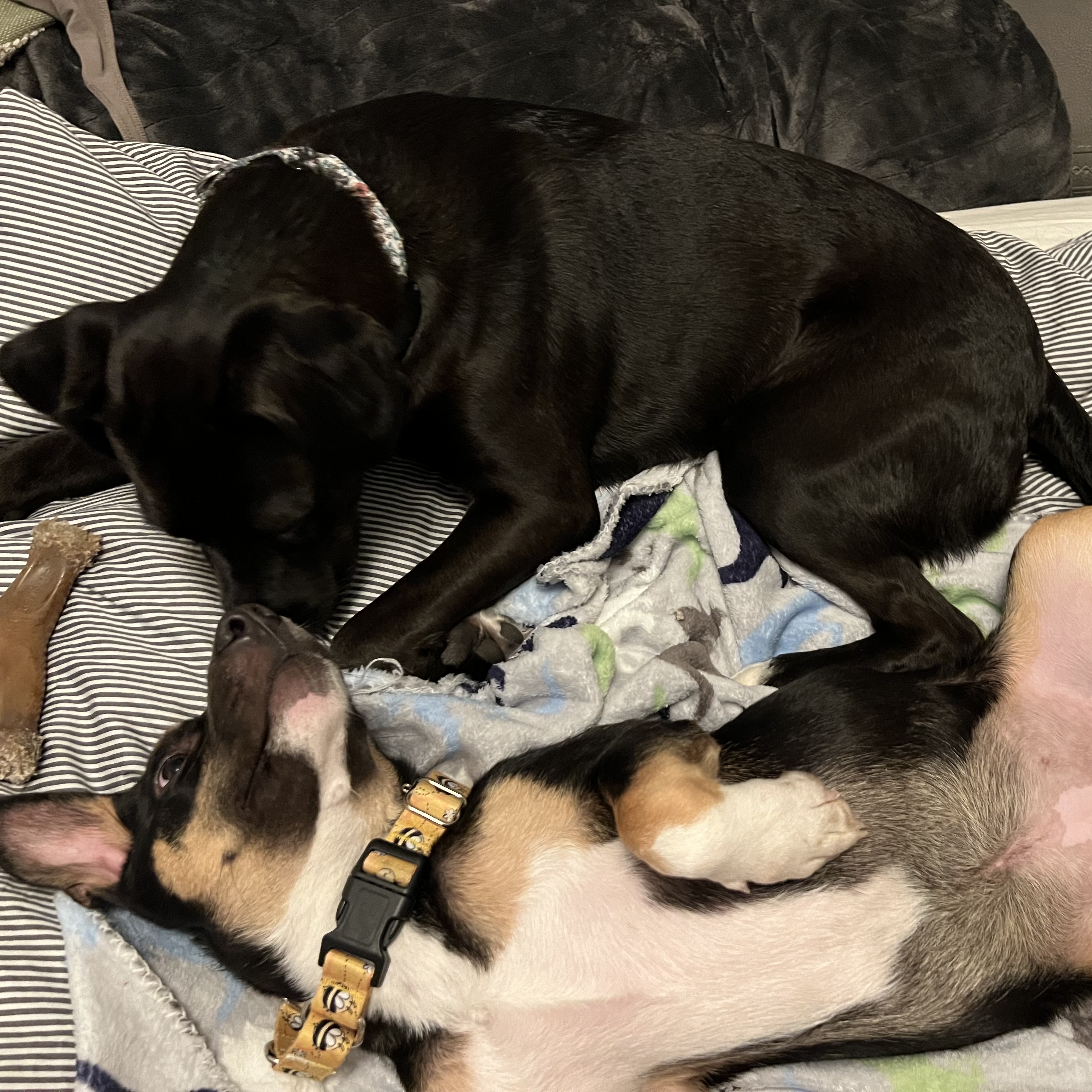 Enlarge Mary, a Adopted Shepherd in Mount Carroll, IL image 2/6