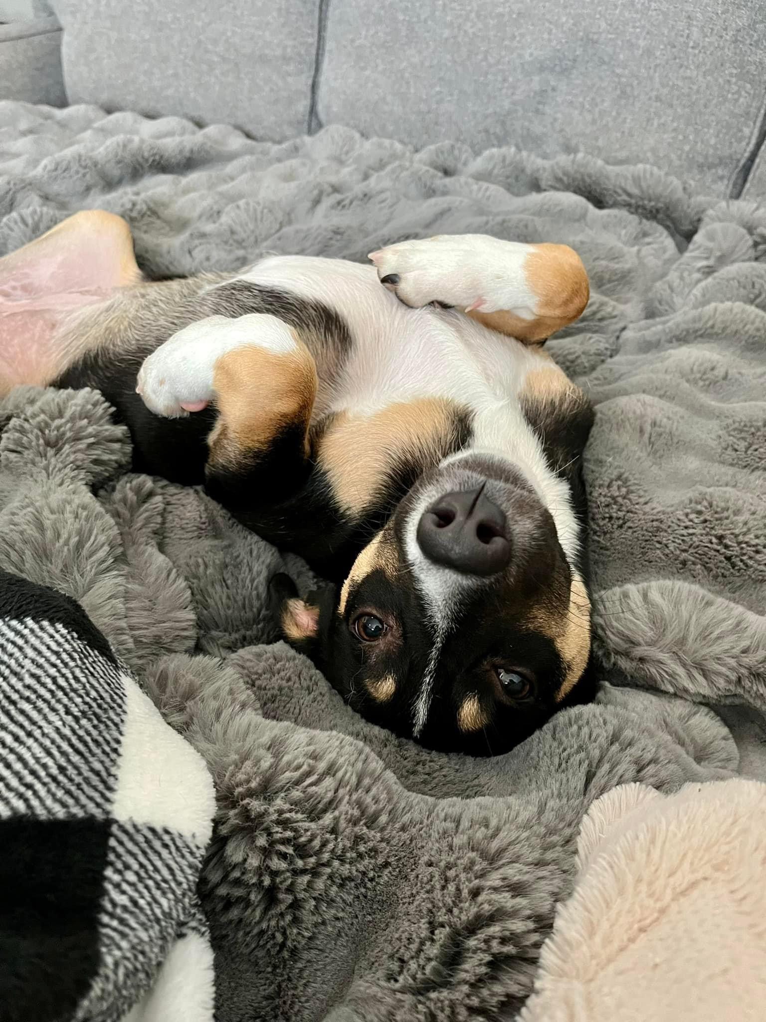 Enlarge Mary, a Adopted Shepherd in Mount Carroll, IL image 4/6