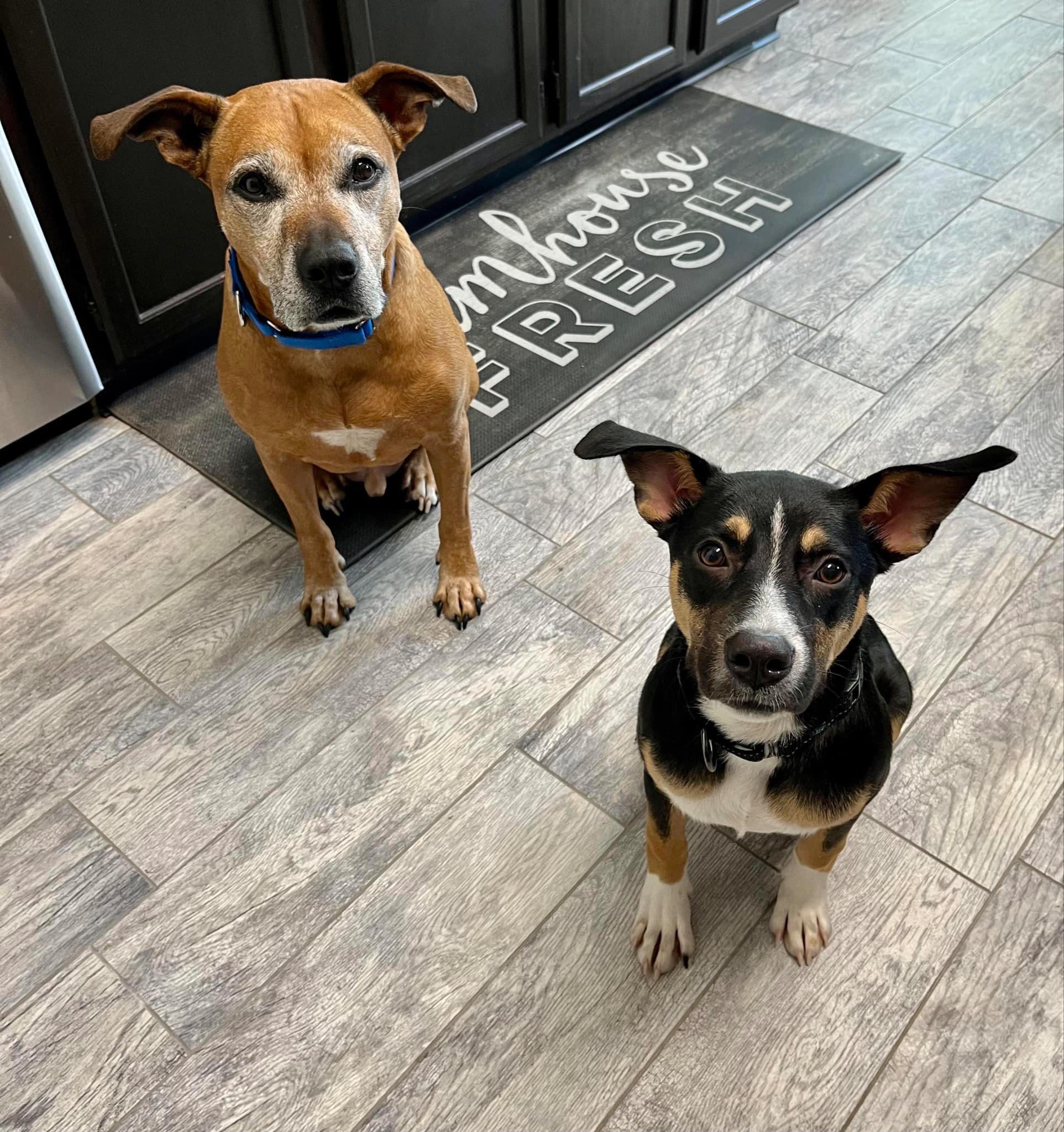 Enlarge Mary, a Adopted Shepherd in Mount Carroll, IL image 6/6