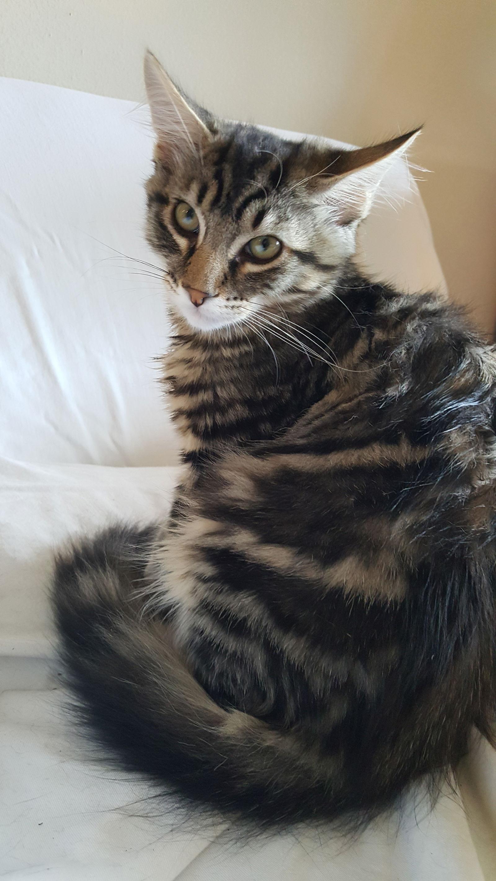 BEATLE - Long Hair Marble Bengal Tabby-Look