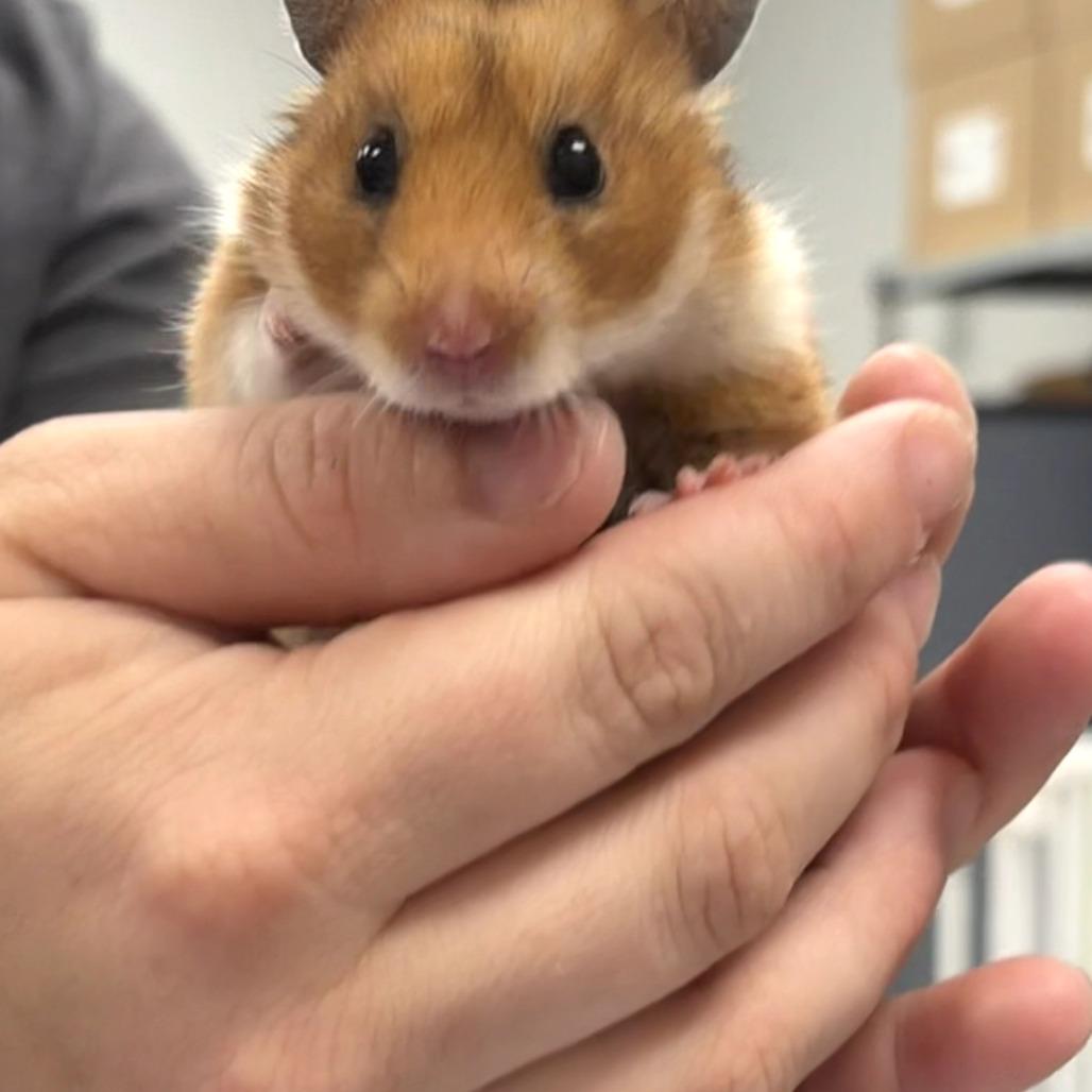 Carmella, ADOPTABLE, Young Female Hamster.