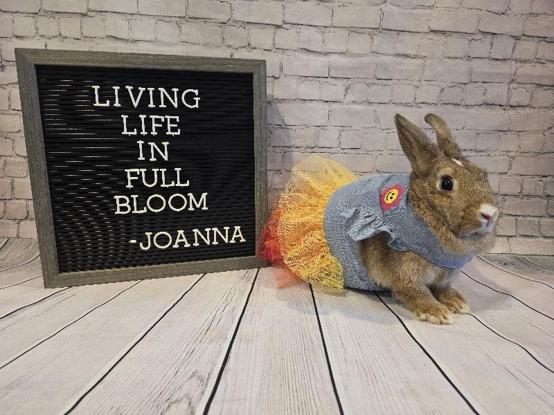 Enlarge Joanna, a Adoptable Bunny Rabbit in Columbus, OH image 2/2