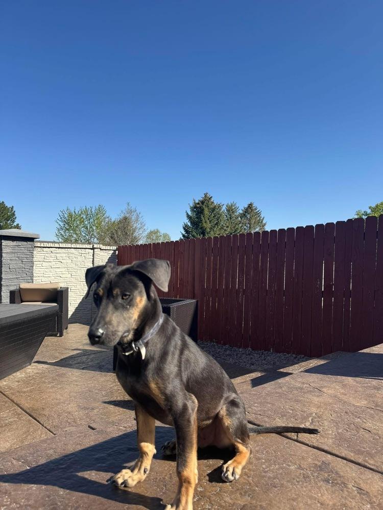 Enlarge Fred, a Adoptable mixed breed in Colorado Springs, CO image 2/6