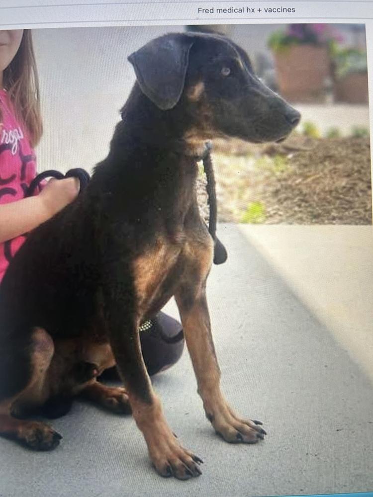 Enlarge Fred, a Adoptable mixed breed in Colorado Springs, CO image 3/6